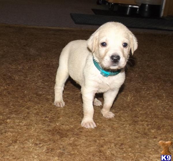 Browse Puppies in Wisconsin Browse Puppies in Wisconsin