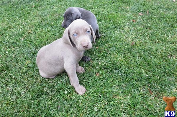 lab puppies for sale in wv chocolate lab puppies for sale in west virginia breeds picture lab puppies for sale in wv chocolate lab puppies for sale in west virginia breeds picture