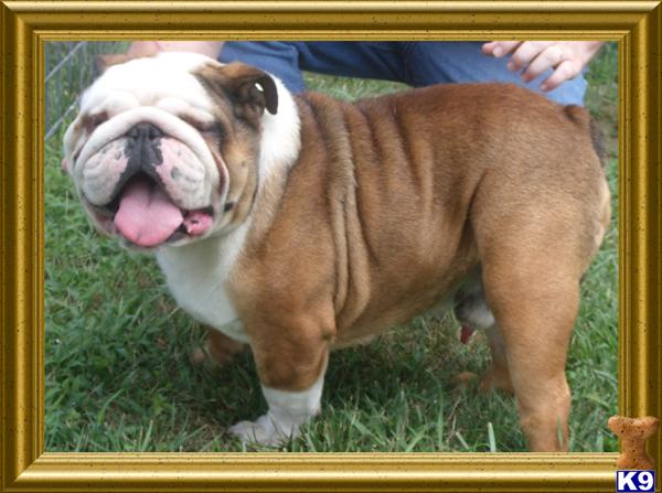 Stud Dogs - Bulldog
