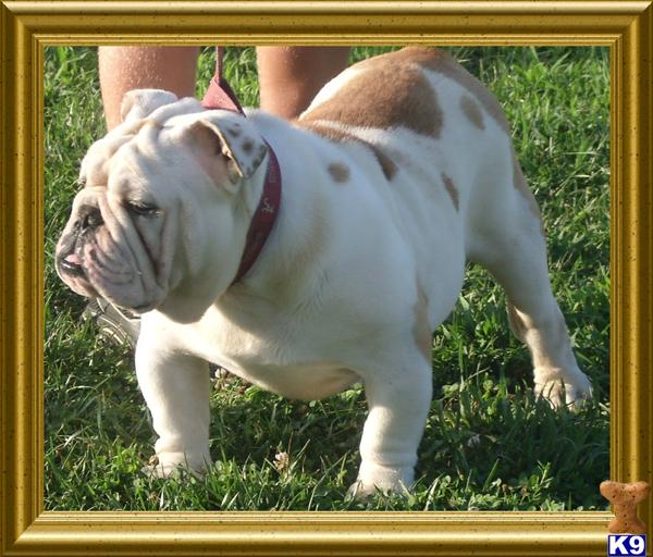 Stud Dogs - Bulldog