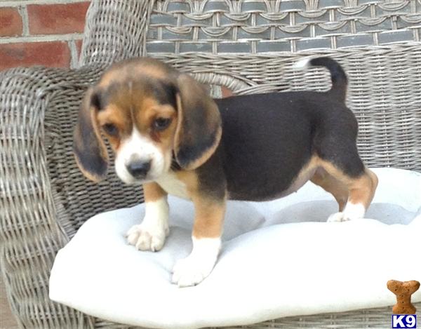 beagle puppies for sale in nc document moved beagle puppies for sale in nc document moved