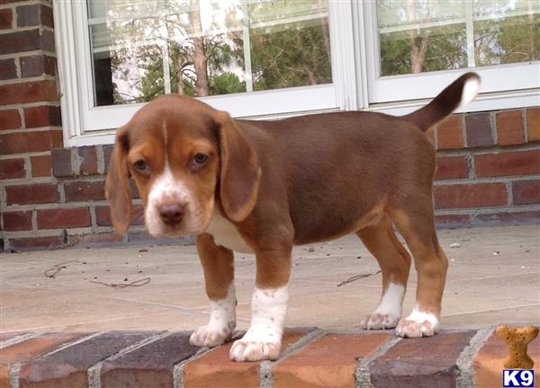 beagle puppies for sale in nc puppies for sale in carolina chihuahua puppies breeds picture beagle puppies for sale in nc puppies for sale in carolina chihuahua puppies breeds picture
