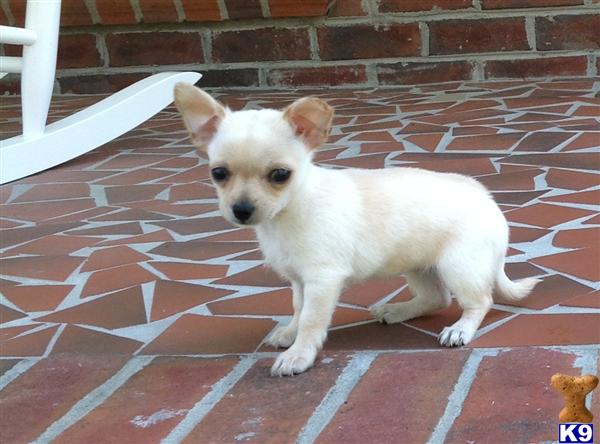 puppy finder nc document moved puppy finder nc document moved