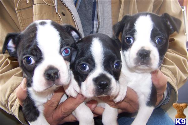 Puppies in TX