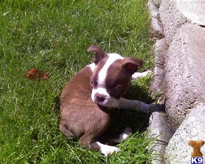 Puppies in ID