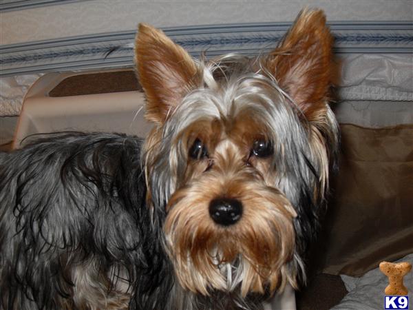 Stud Dogs - Yorkshire Terrier