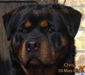 Rottweiler