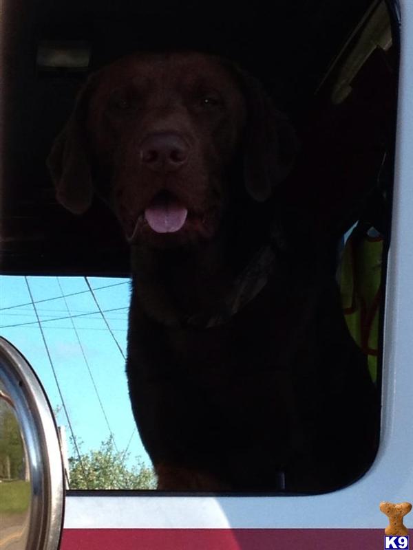 Stud Dogs - Labrador Retriever