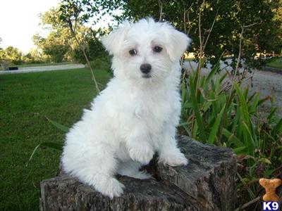 Maltese Puppies for Sale