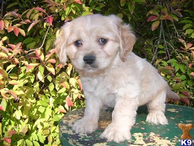 Cocker Spaniel Puppies for Sale