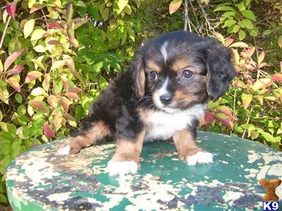 Puppies in MO