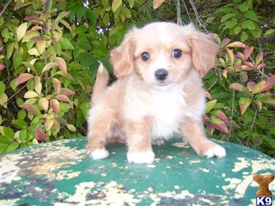 Cavalier King Charles Spaniel Puppies for Sale