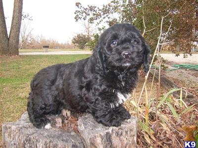 Cockapoos Puppies for Sale