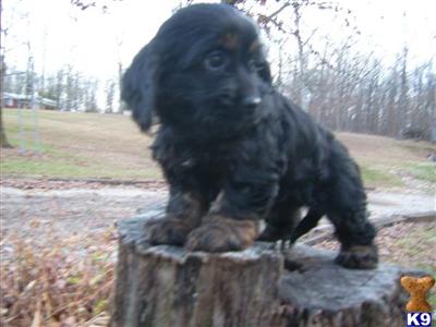 Cockapoos Puppies for Sale