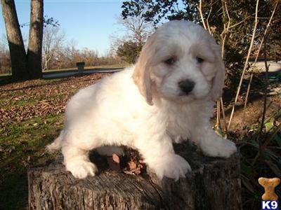 Cockapoos Puppies for Sale