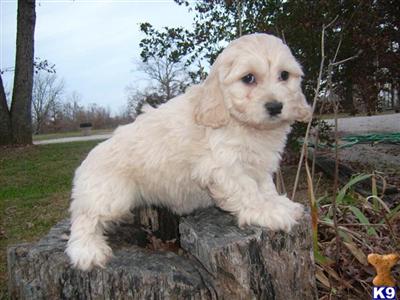 Cockapoos Puppies for Sale