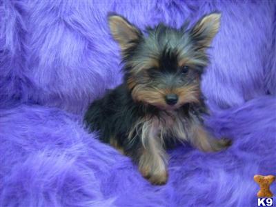 Hypoallergenic Dogs