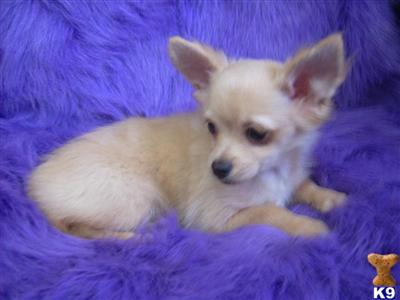 Chihuahua Puppies for Sale