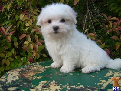 Maltese Puppies for Sale