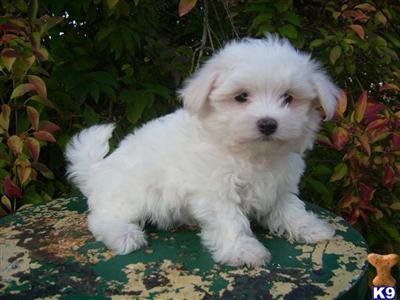 Maltese Puppies for Sale