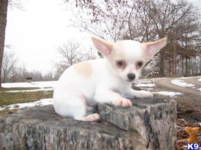 Puppies in MO