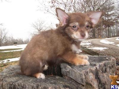 Puppies in MO