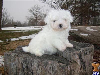 Maltese Puppies for Sale