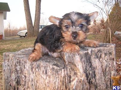 Puppies in MO