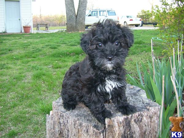 Teddy Roosevelt Terrier Puppies. Puppies for Sale