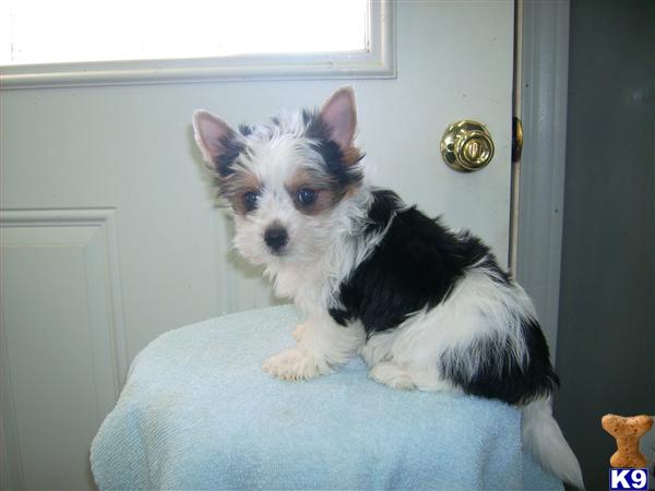 Puppies in MO
