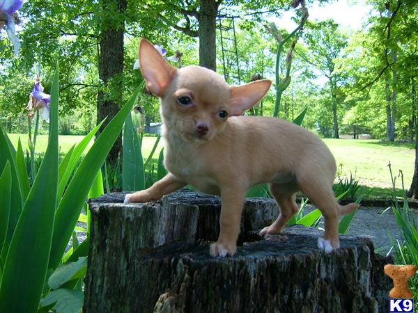 pictures of long haired chihuahua puppies. long haired chihuahua puppies