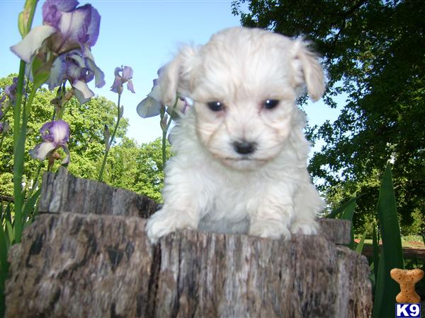 Puppies for Sale