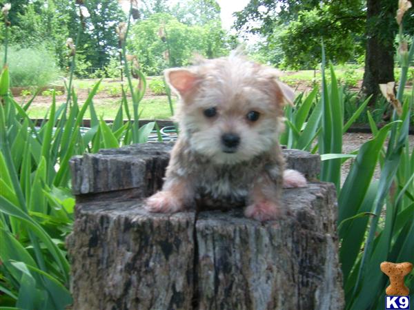Puppies for Sale
