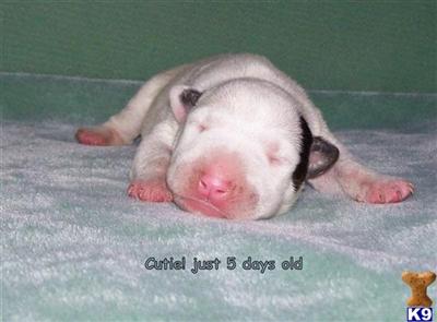 Bull Terrier Puppies for Sale
