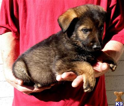 Puppies in AZ