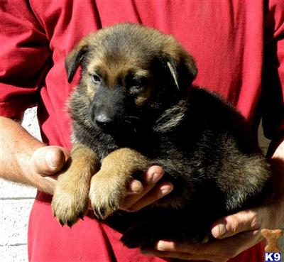 Puppies in AZ