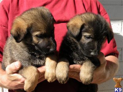Puppies in AZ