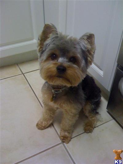 Stud Dogs - Yorkshire Terrier