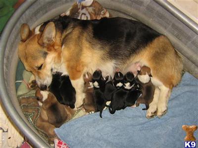 Pembroke Welsh Corgi Puppies for Sale
