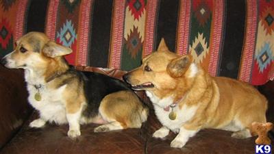 Stud Dogs - Pembroke Welsh Corgi