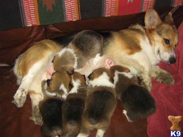 Pembroke Welsh Corgi Puppies
