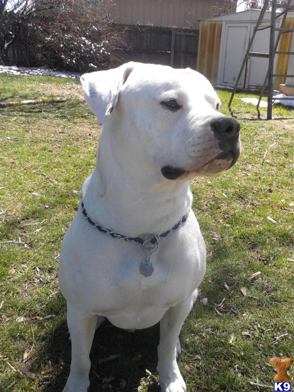 Stud Dogs - American Bulldog