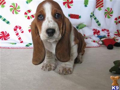 Bassett Hound Puppies. Basset Hound Puppies