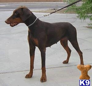 Dogs for Sale in AZ