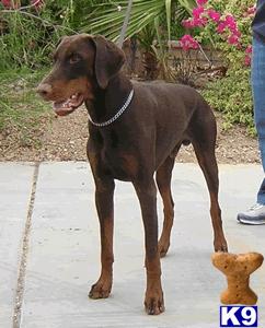 Dogs - Doberman Pinscher