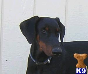 Dogs - Doberman Pinscher
