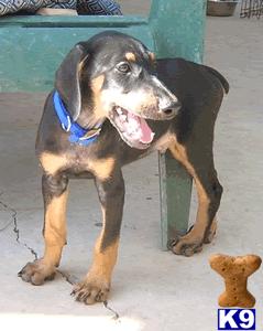 Rescue Dogs