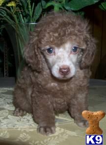 Puppies in VA