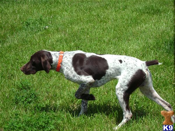 Dogs - German Shorthaired Pointer
