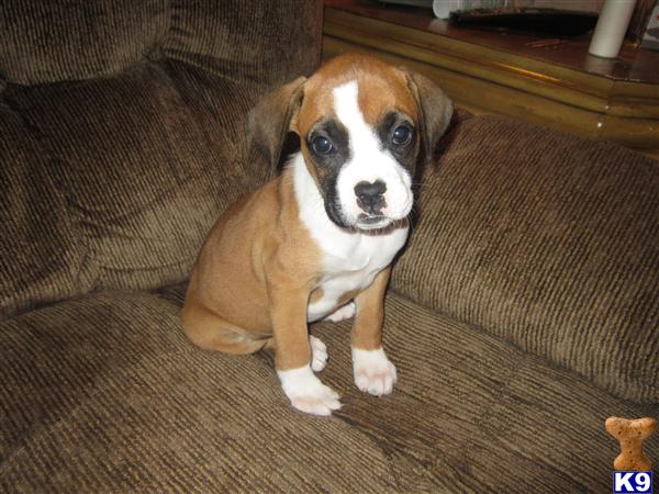 boxer puppies for sale in ky boxer puppy for sale boxer puppy 1 4 years boxer puppies for sale in ky boxer puppy for sale boxer puppy 1 4 years
